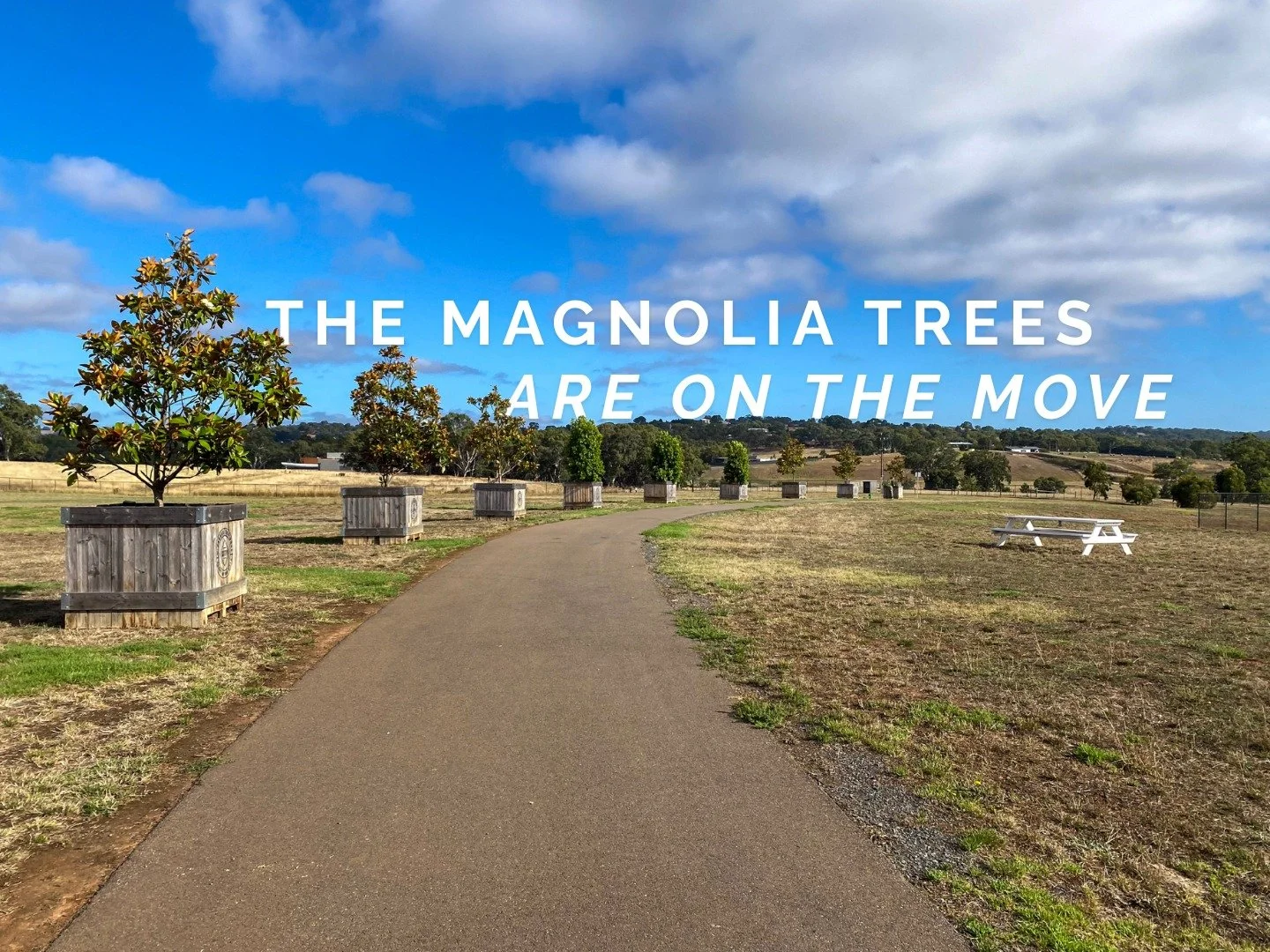 The beautiful magnolia trees that were in the Pop-Up Park have been relocated to the Summit Sport and Recreation Park, to make way for construction of the permanent Town Square!

As an initiative we helped to fund in partnership with @mtbarkerdc, we'