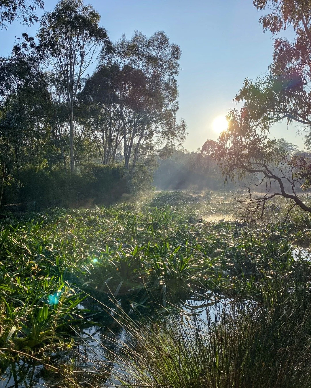 Clear your mind before work and wander around the stunning Laratinga Wetlands. 🌾🦆 Even in the cooler months, the landscape knows how to impress.

#MountBarker #BusinessMountBarker #HeartOfTheHills #MountBarkerDistrictCouncil