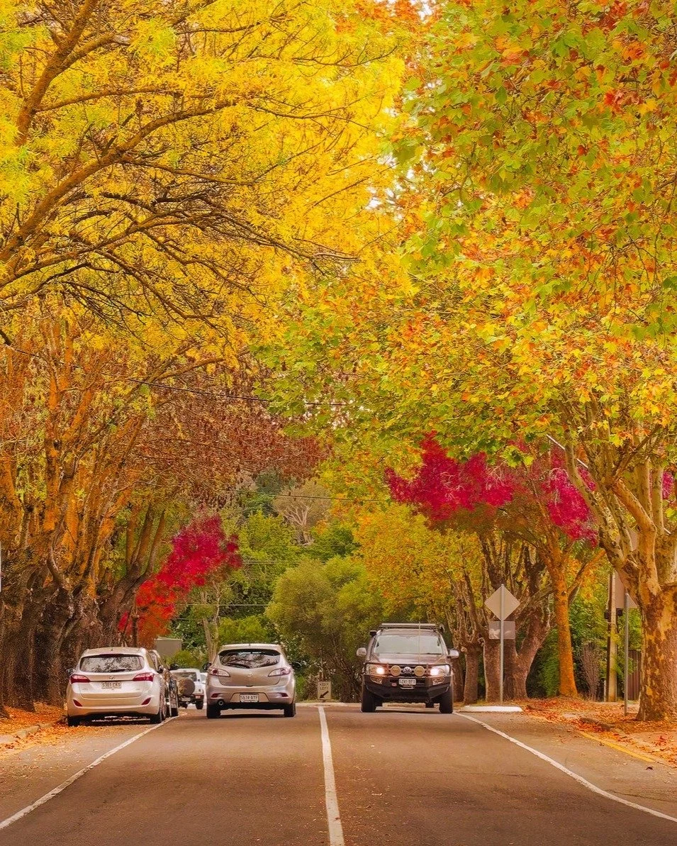 Can you believe this is just moments from our town centre? 🍁

Exhibition Road, Mount Barker.

📸  @patrickwinnie1961

#MountBarker #BusinessMountBarker #HeartOfTheHills #ShopLocal
