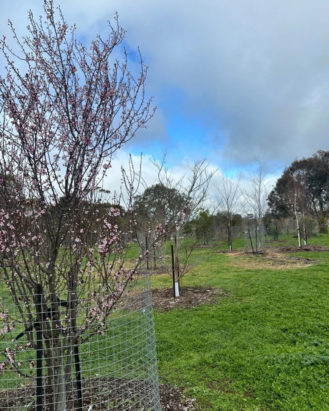 There&rsquo;s certainly been a lot of conversation about trees in our community lately 🌳

Did you know that behind Mount Barker TAFE and Wallis, Business Mount Barker helped establish a Tree Arboretum in partnership with the Mount Barker District Co