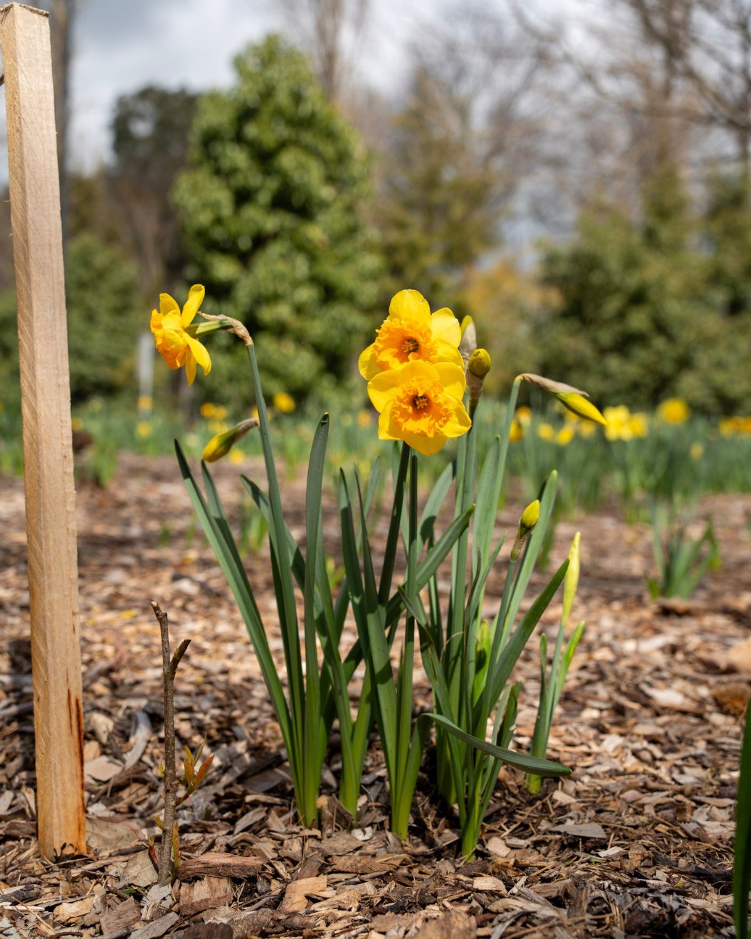 🌼 It's daffodil season again - have you spotted them? 

A few years ago Business Mount Barker and Mount Barker District Council planted 20,000 daffodils and 8,000 Dutch irises to help make our town even more beautiful and this year they've started p