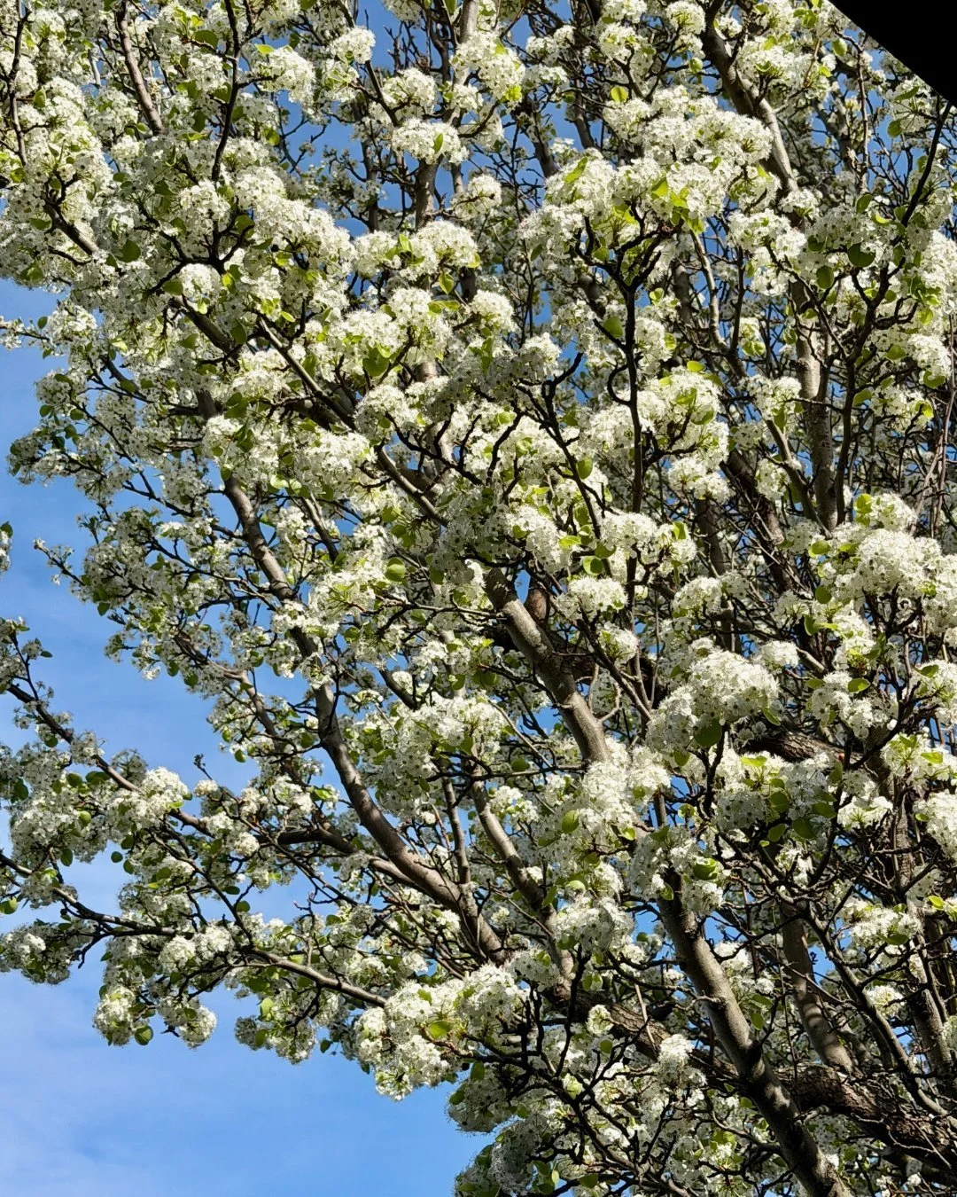 Mount Barker is looking pretty in bloom! 🌸 

Spring has well and truly sprung, and the blossoms are putting on a beautiful show around town! From our tree-lined streets to little pockets of colour throughout the town centre, it's a lovely time of ye