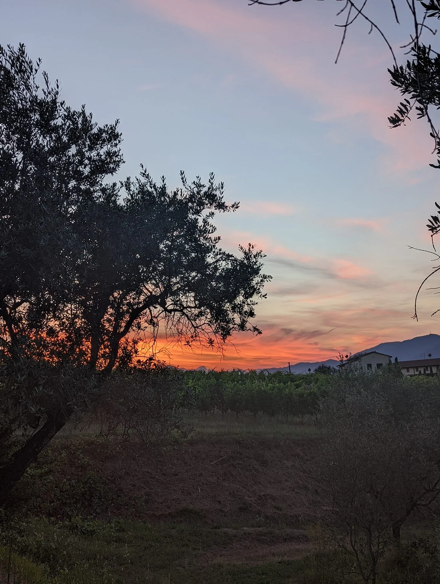 sunset at Buonamico Wine Resort
