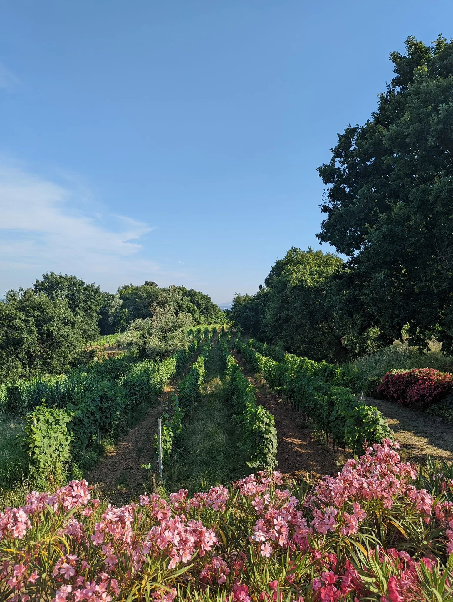 Vineyards at Buonamico Wine Resor