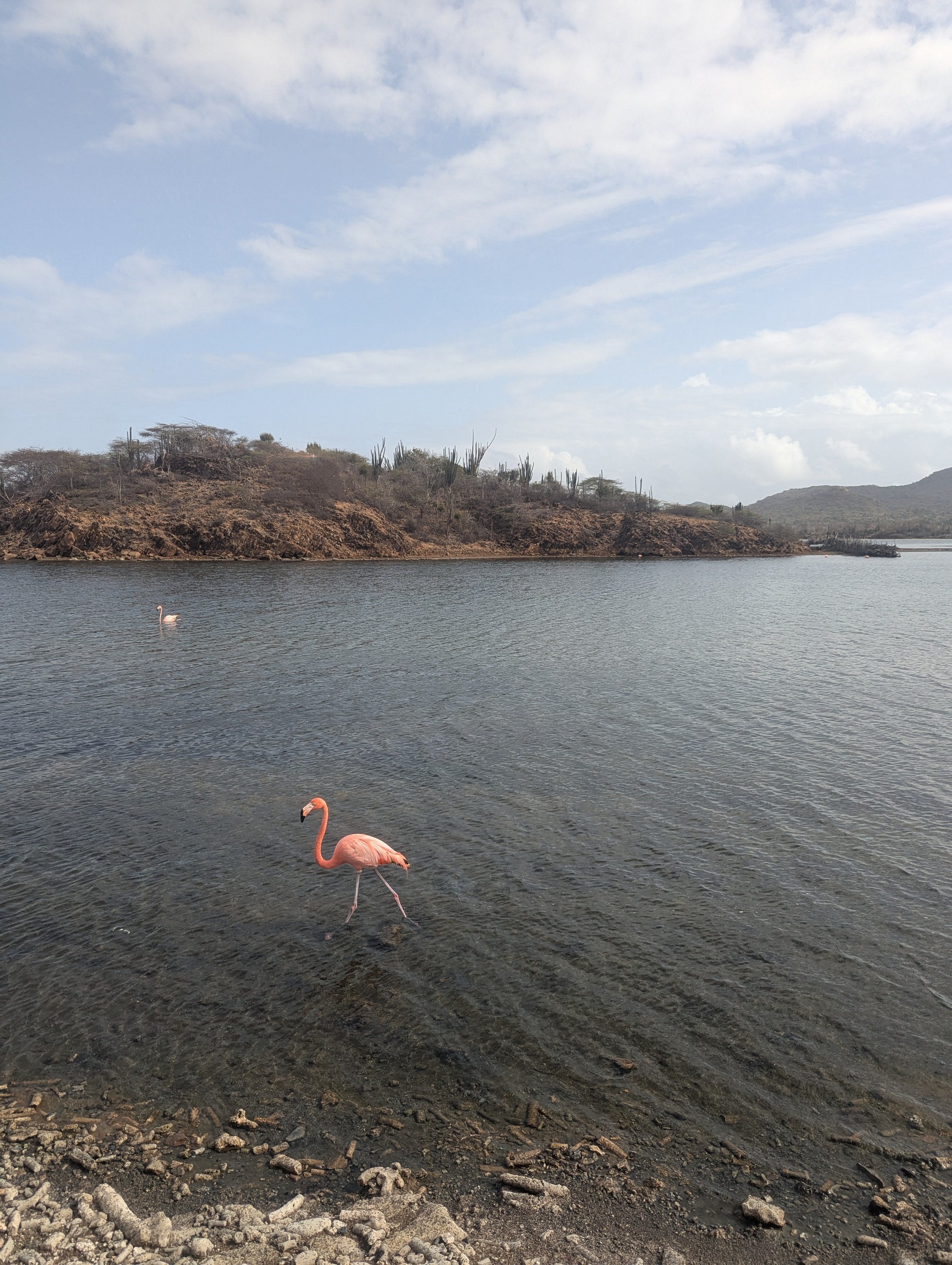 5 Things to Do in Bonaire