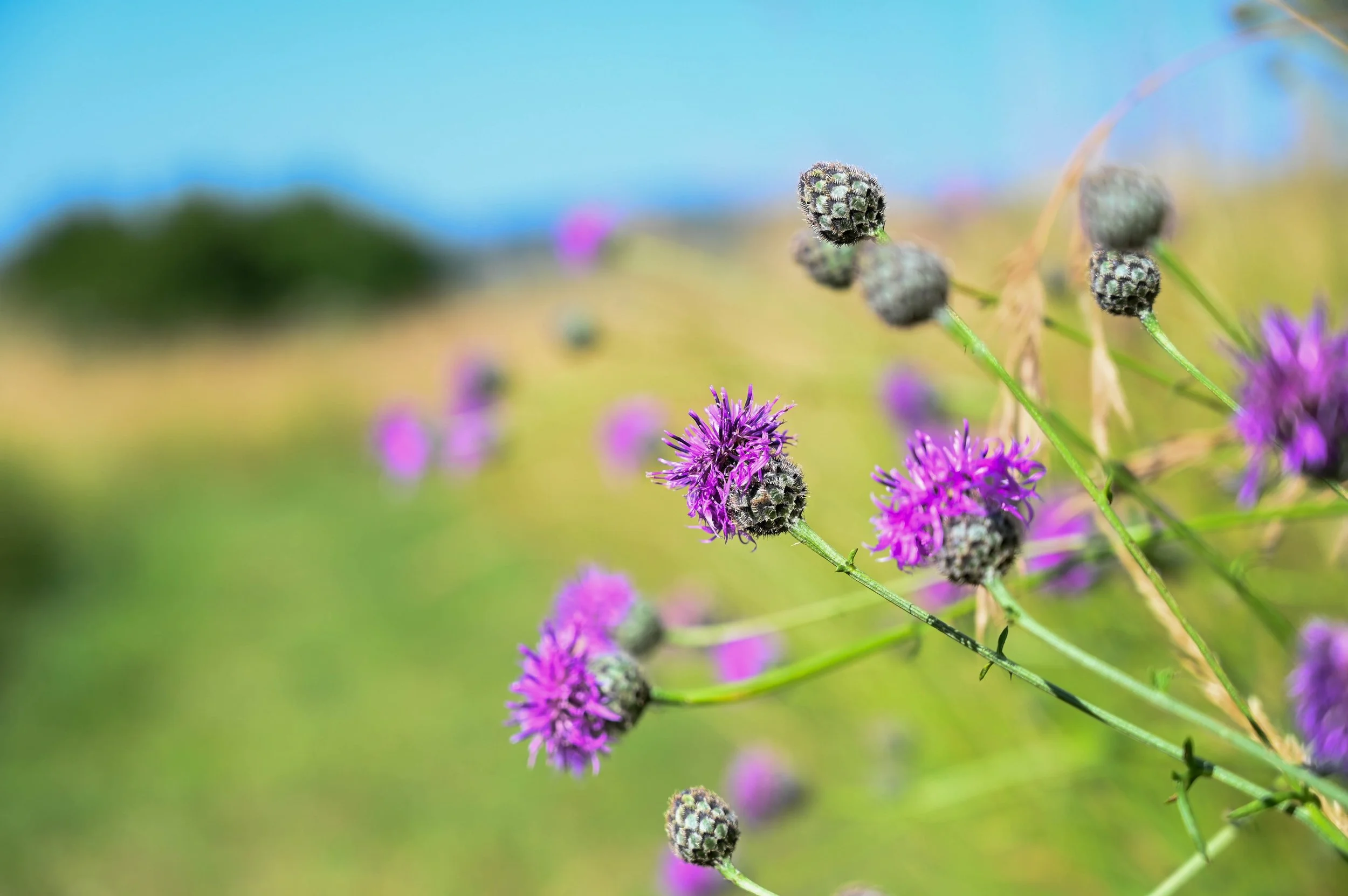 Seedharvester ©Ville d'Ettelbruck_-2.jpg
