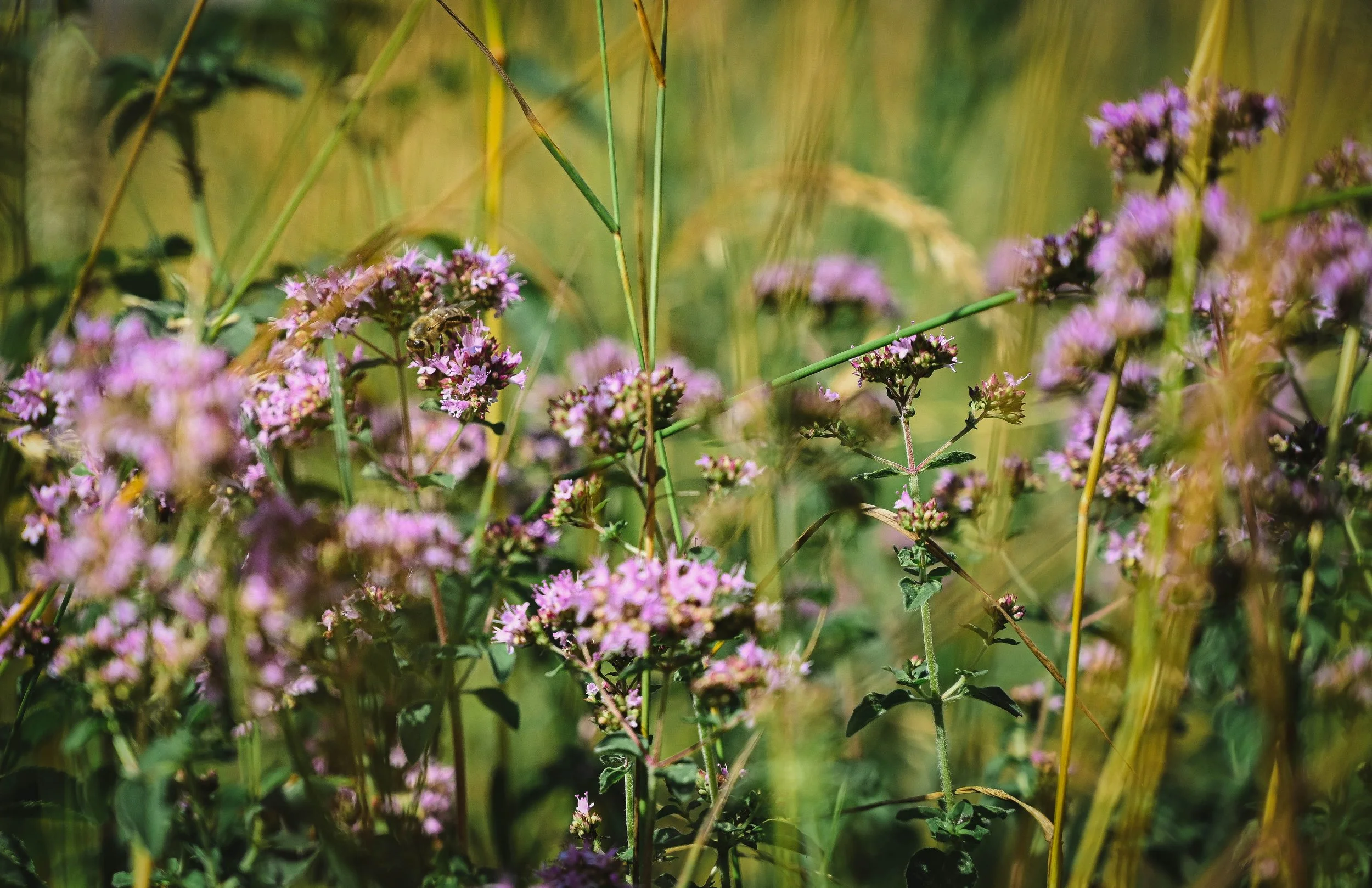 Ettelbruck - membre du syndicat intercommunal  “Sicona - Naturschutzsyndikat”