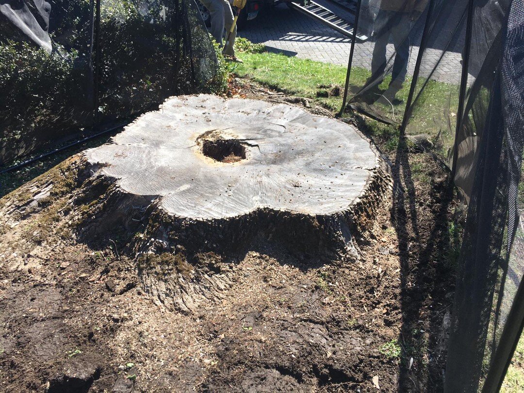 Rosie vs Monster Greenwich Stump
144&rdquo; in diameter
8.5 hours put in
2 breakfasts eaten (maybe even two twinkies)
1 gallon of water drank
Crazy cleanup
BUT Customer&hellip;happy

#stumpgrinding #stumpremoval #womanownedbusiness #womanversuswild