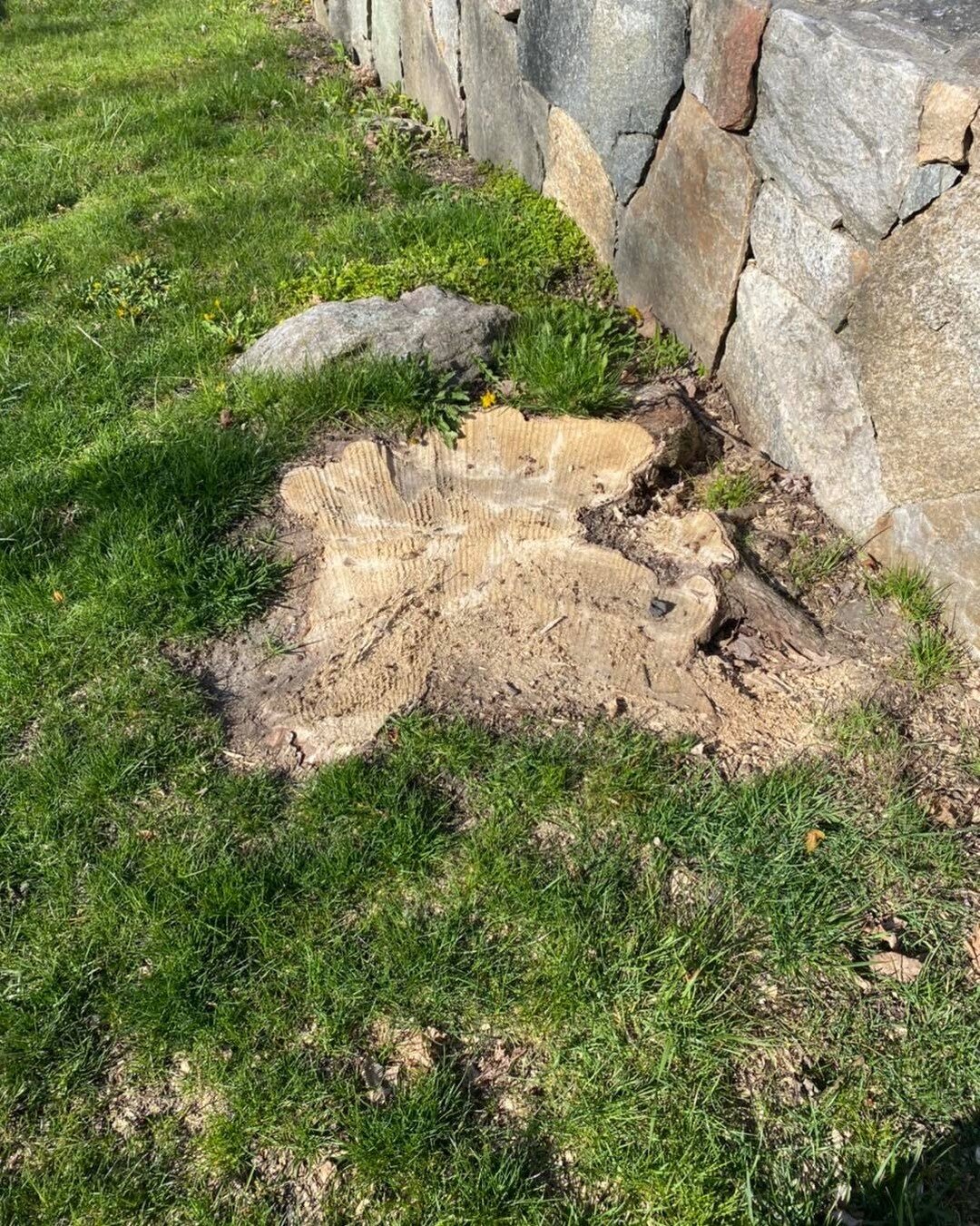 Stump grinding 101:
Grind stump fully, and BELOW the ground

Theirs (the wrong way) is on the left. Ours (the right way) is on the right. Which would you choose?

#womanownedbusiness #stumpgrinding #stumpremoval #stumpwork #stumpgrinding #stumpwork #
