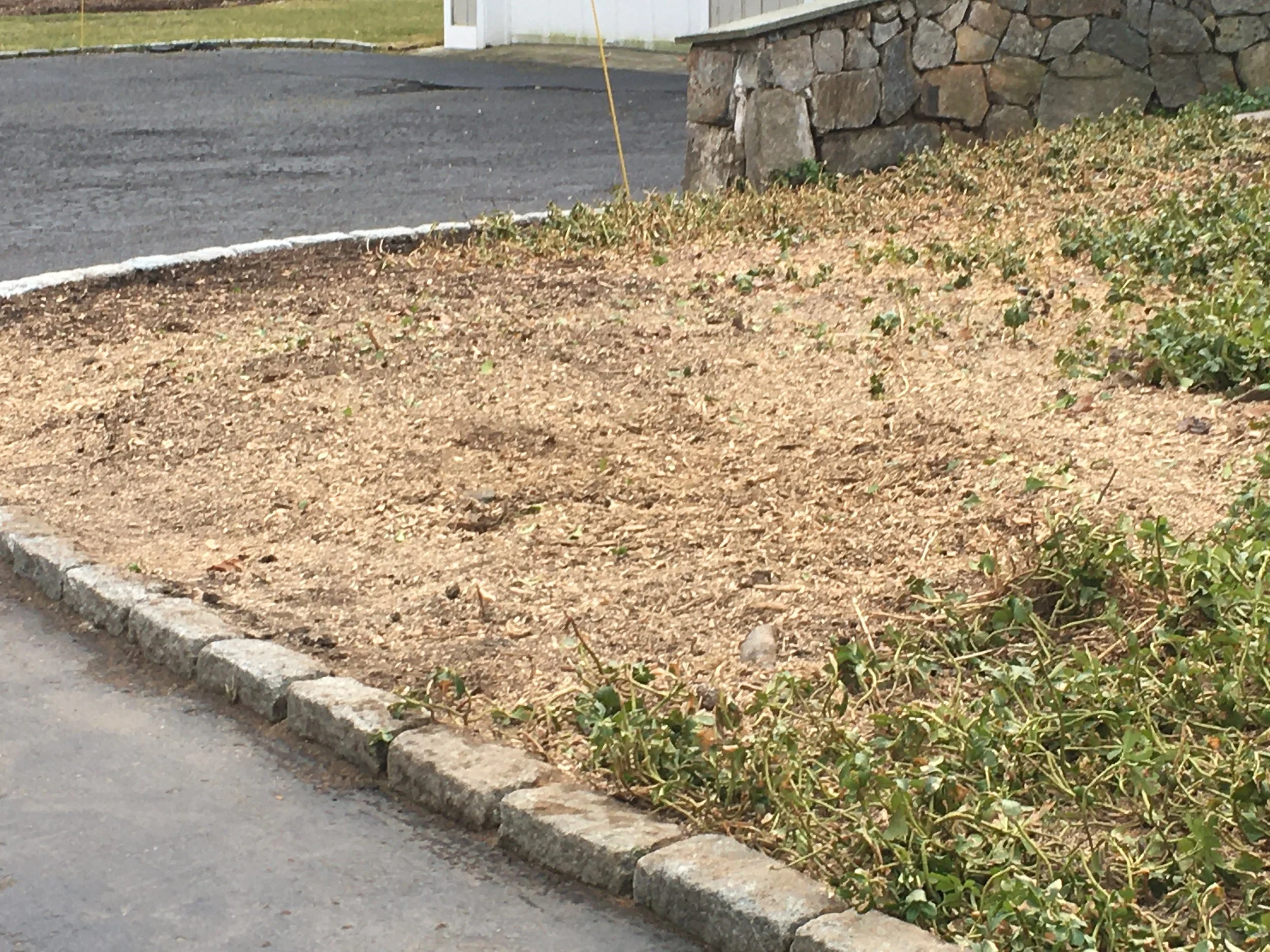 Large Beech tree stump removed