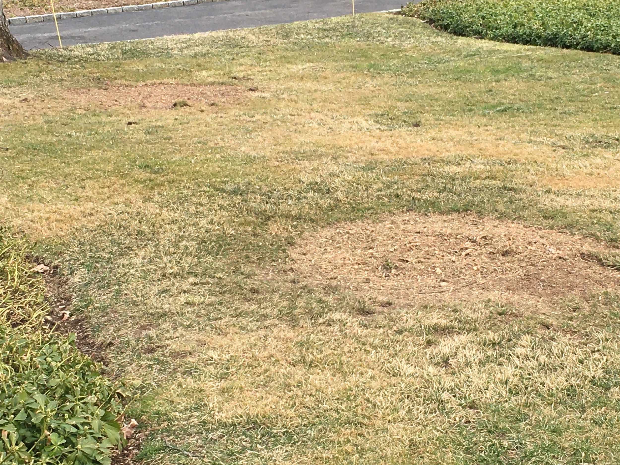 Plywood was used to prevent tracks from the stump grinder