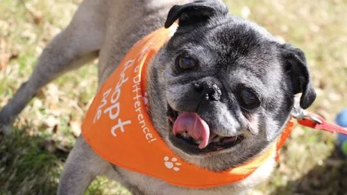 Pug Rescue of Austin