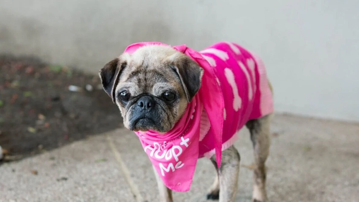 Senior Pug Rescue 2025