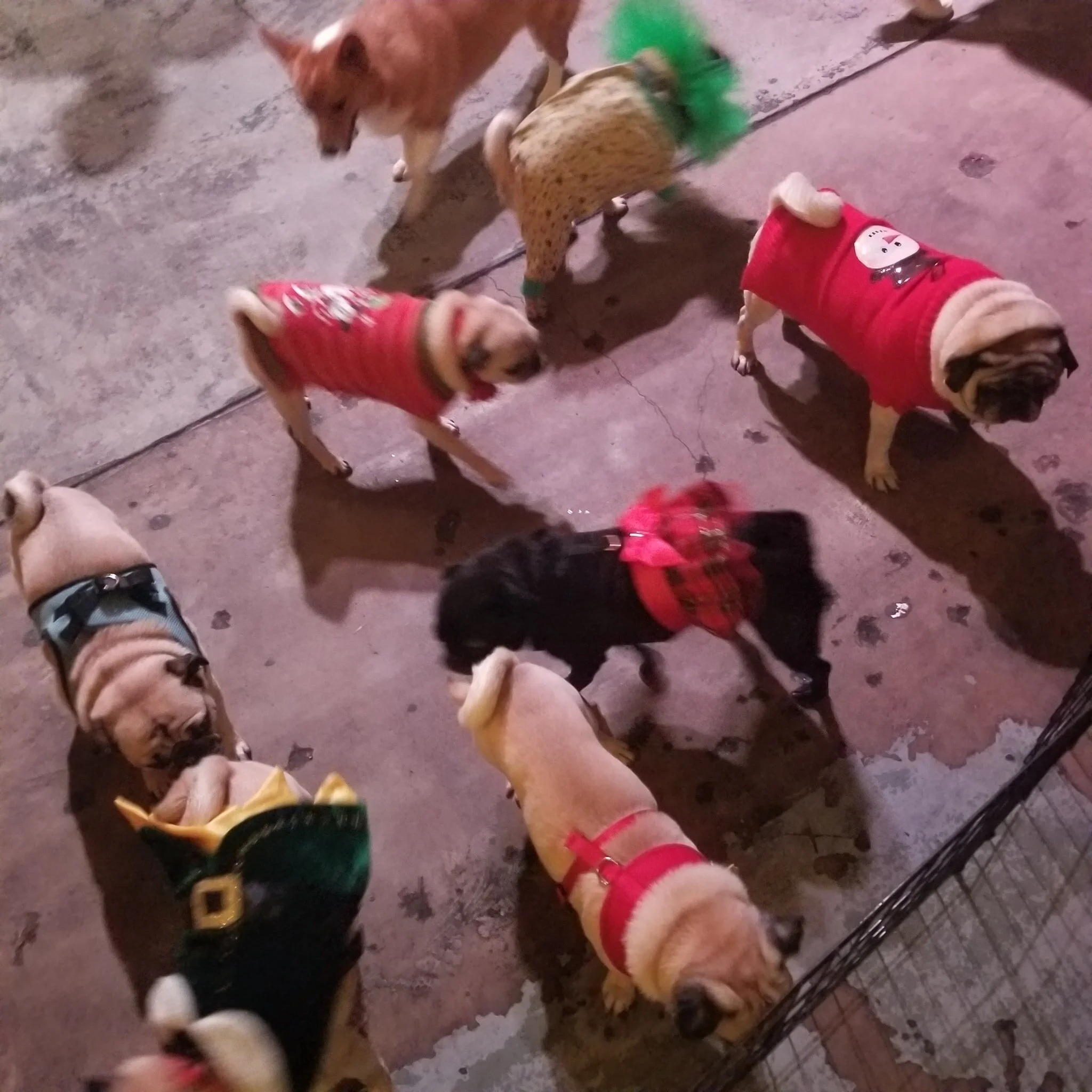 let-it-snore-holiday-pugs.jpg