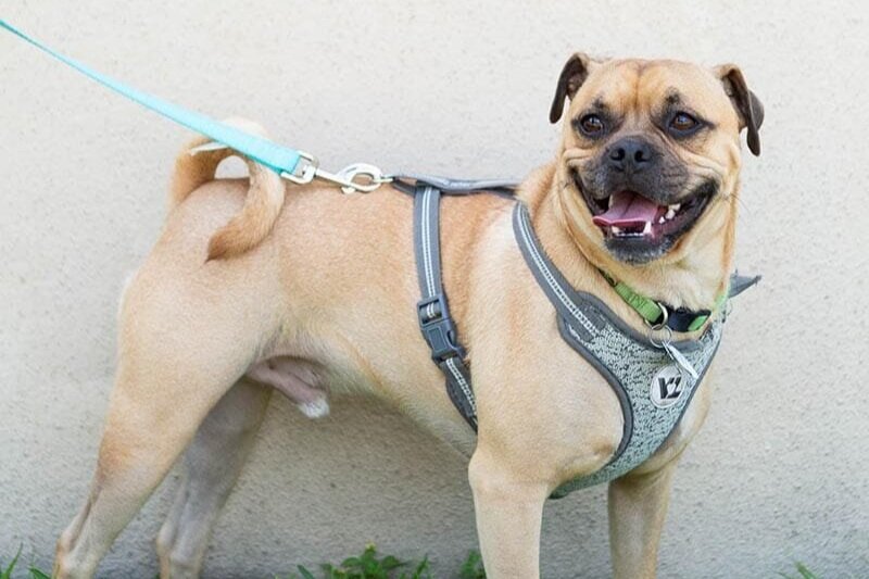 zippy_pugrescueaustin_pf_jun2021-186_zippy-web.jpg