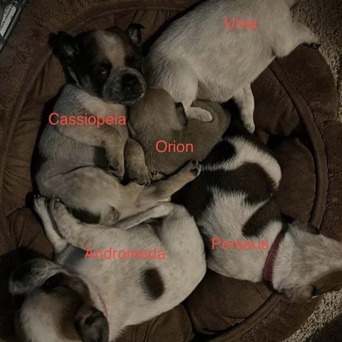 Constellation Puppies