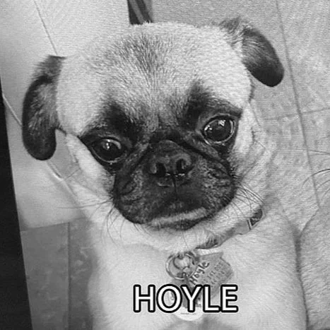 Hoyle