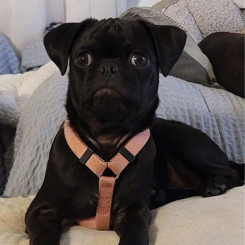 Meeko