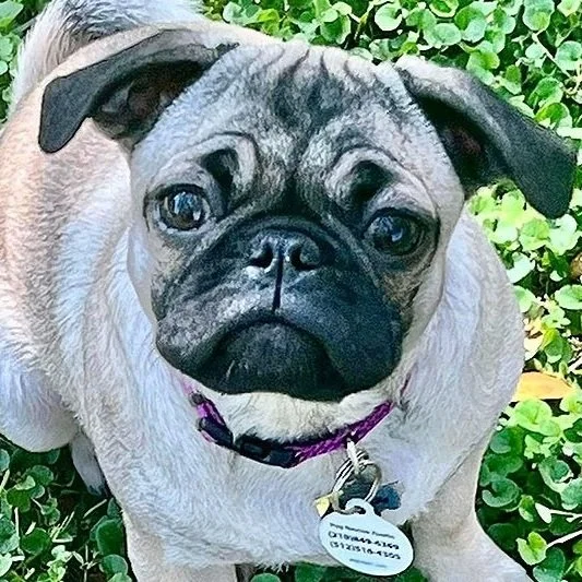 Gwynn