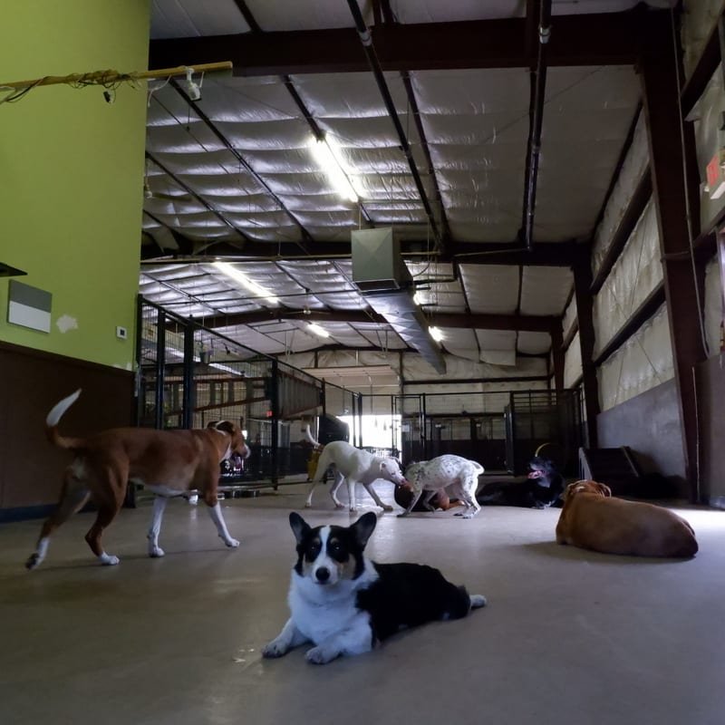 Pup Staycation at Hip Hounds