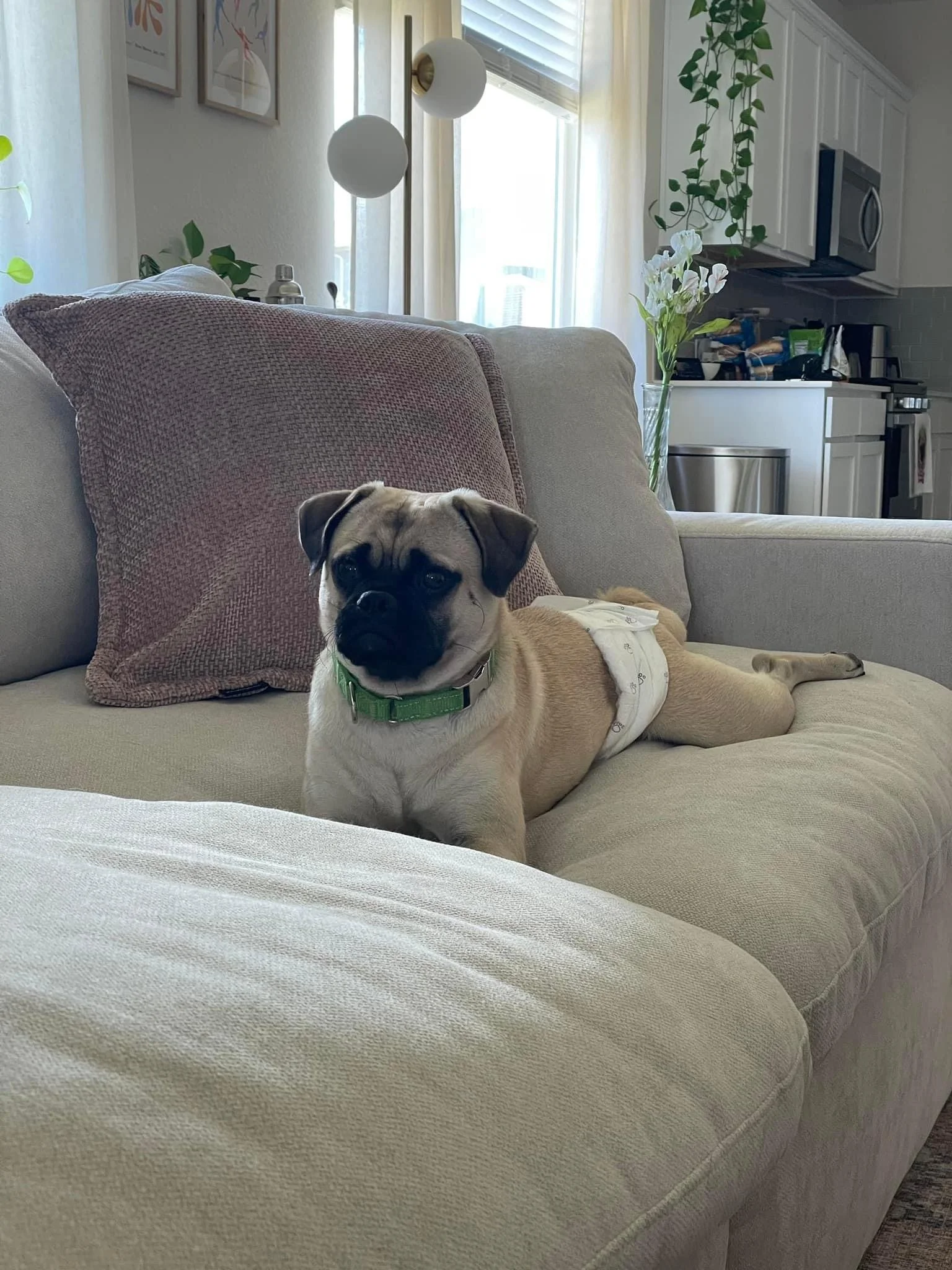 petey-web-6.jpeg