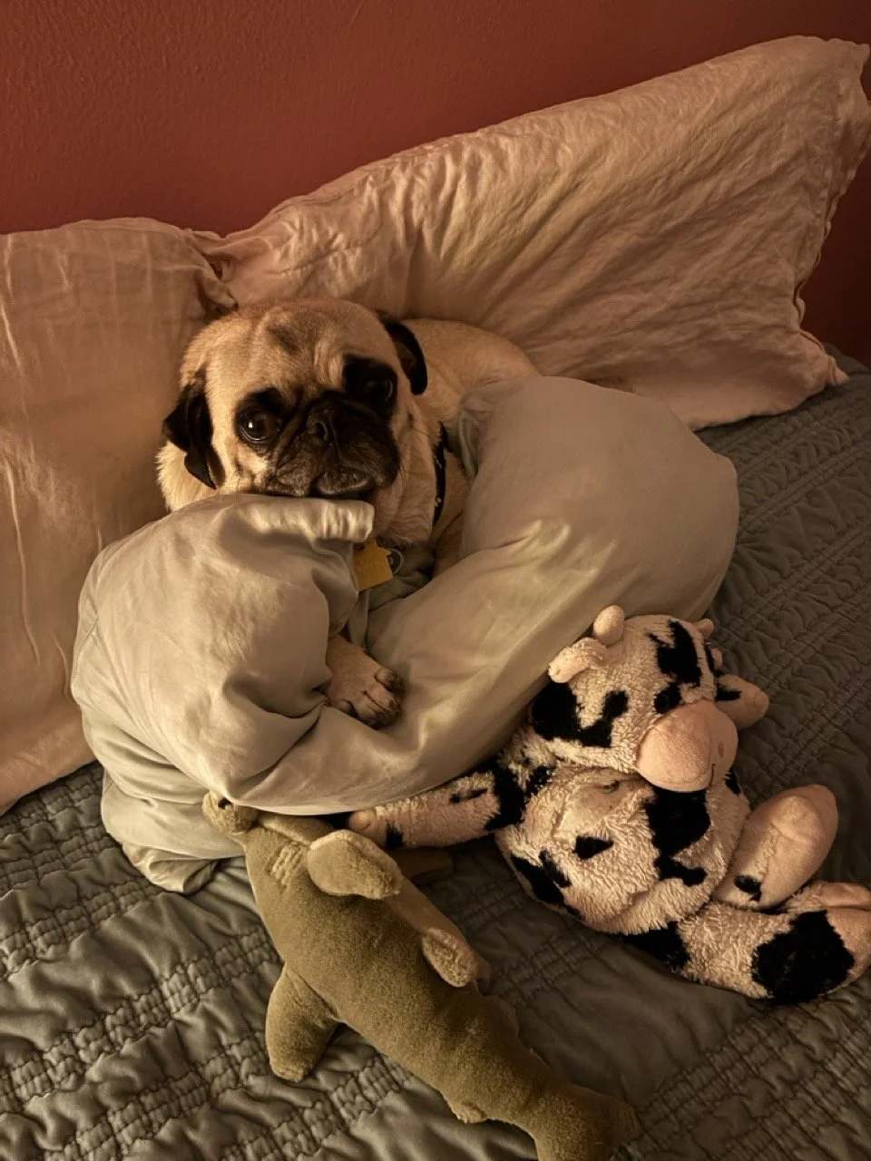 hazel_web_3.jpeg