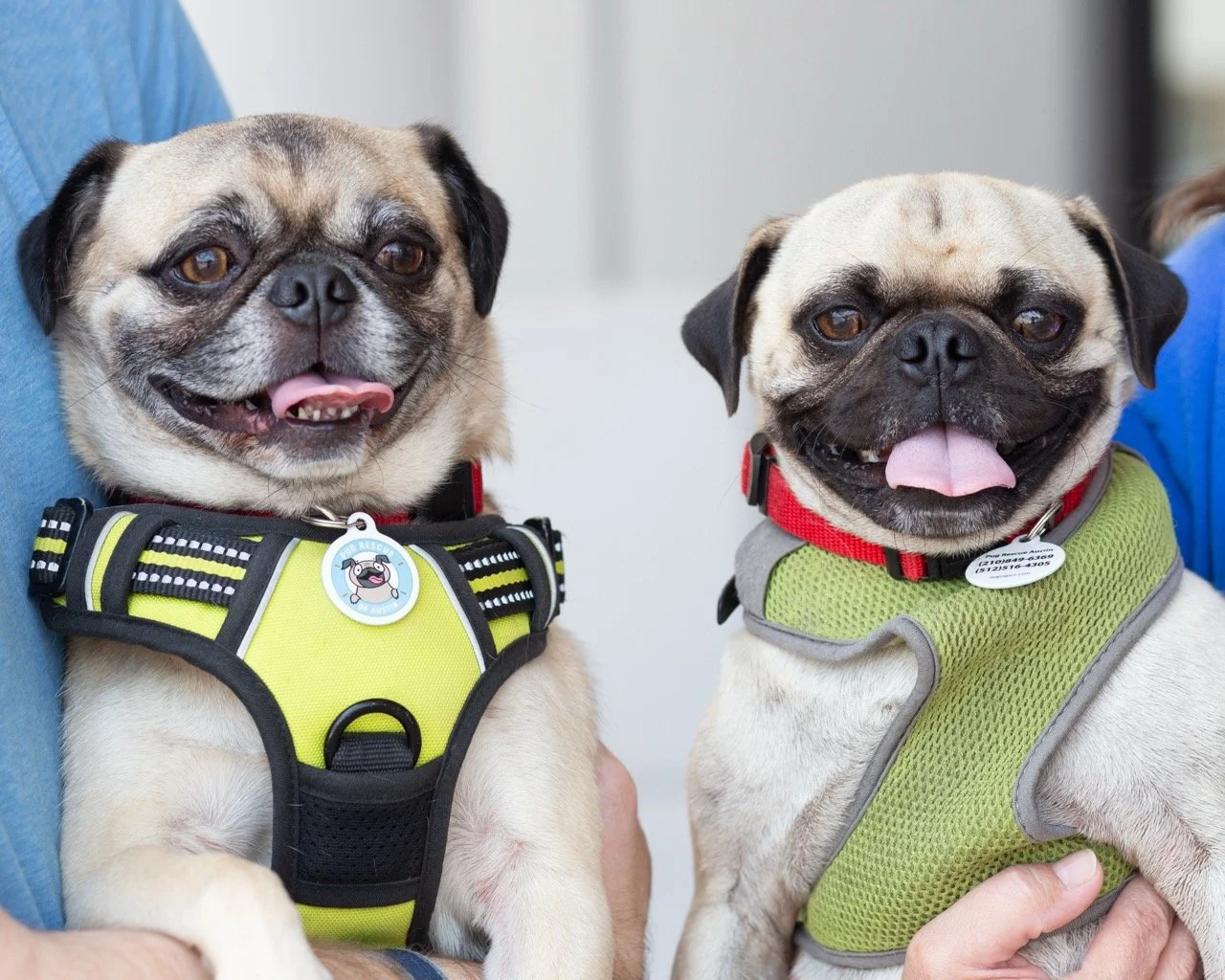 brock and gustopher-web-3.jpeg