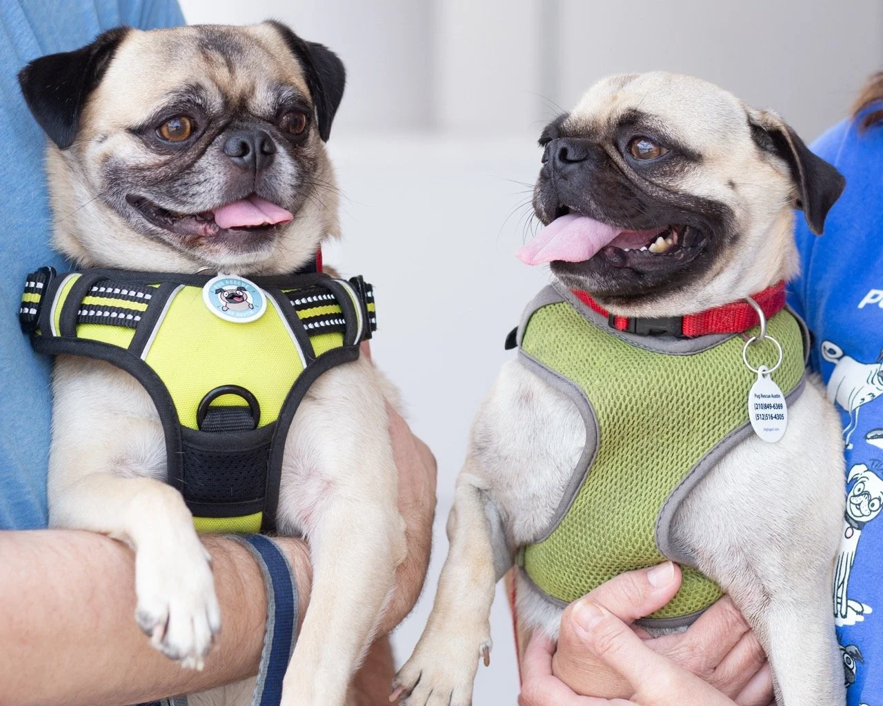 brock and gustopher-web-4.jpeg