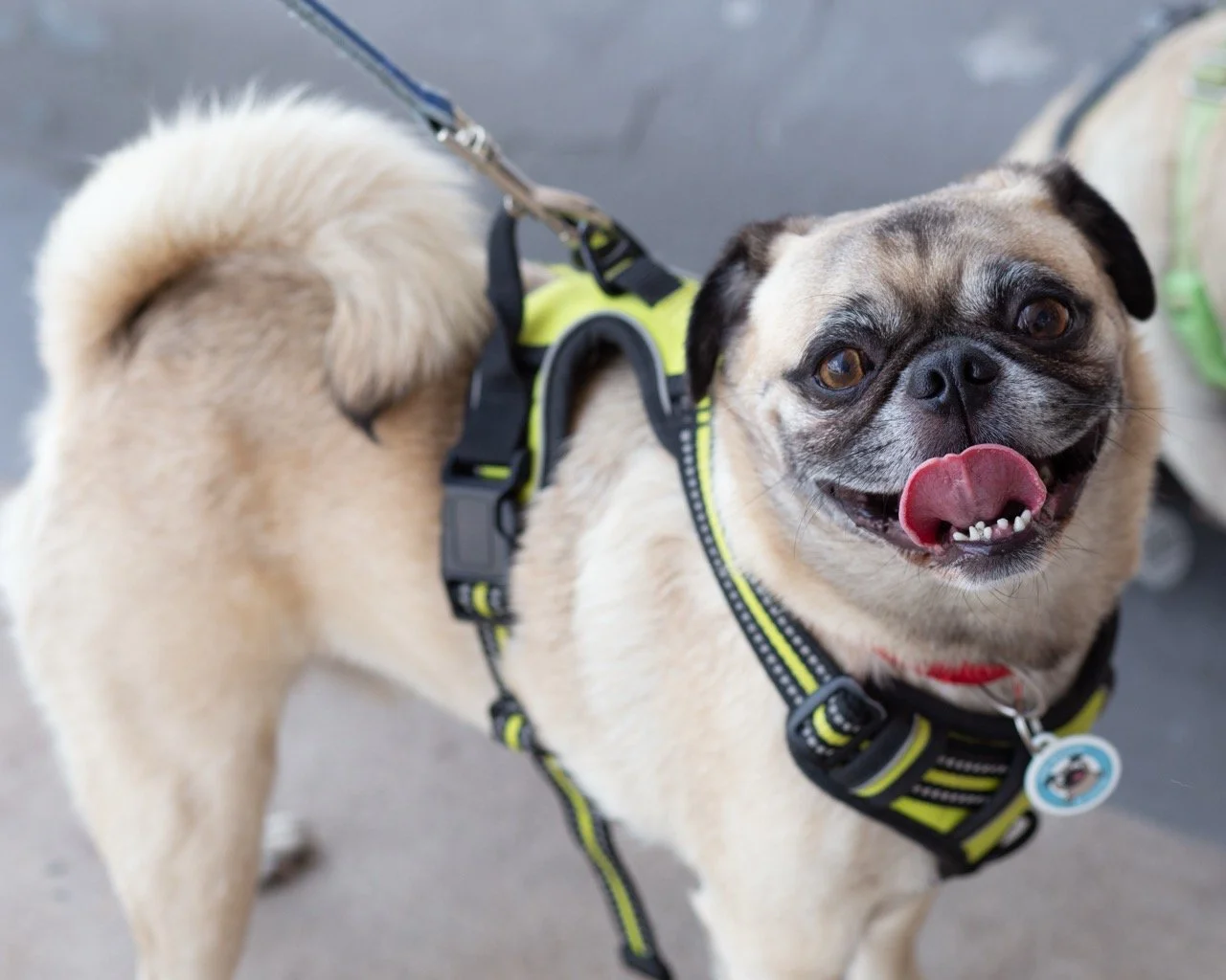 brock and gustopher-web-7.jpeg