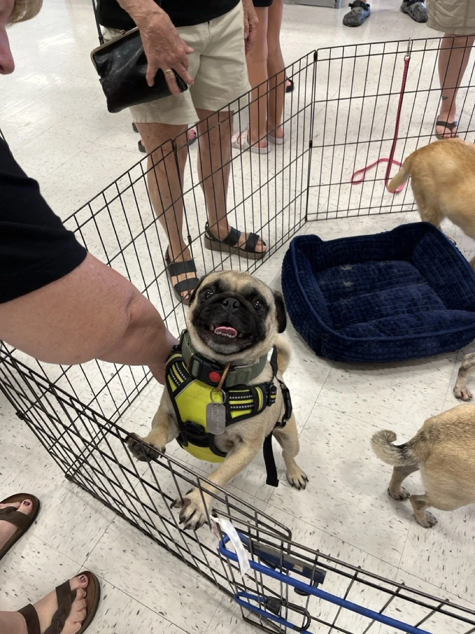 bosley-web-2.jpeg