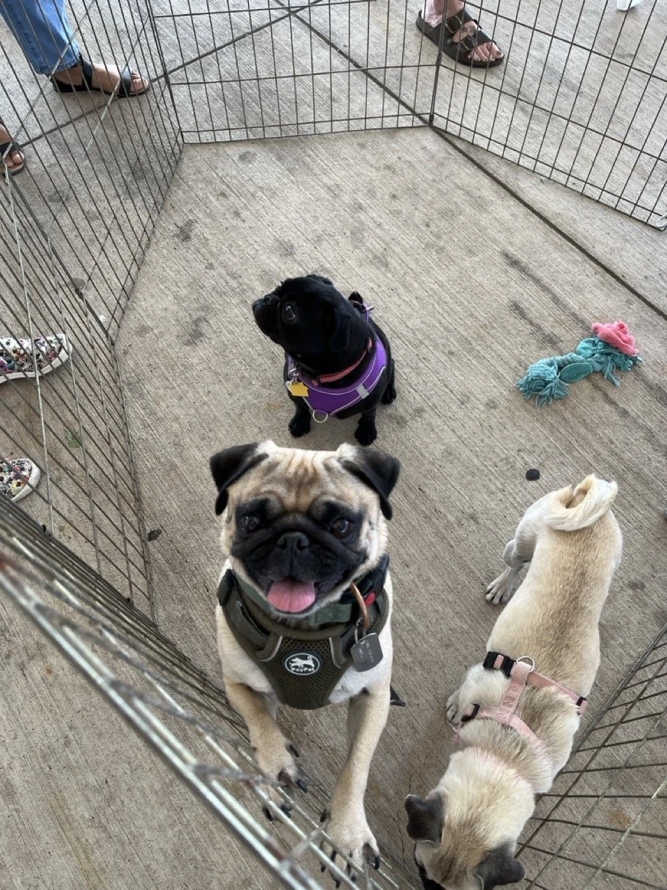 bosley-web-1.jpeg