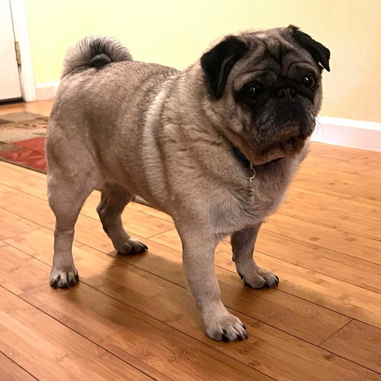 gordie-web-1.jpeg