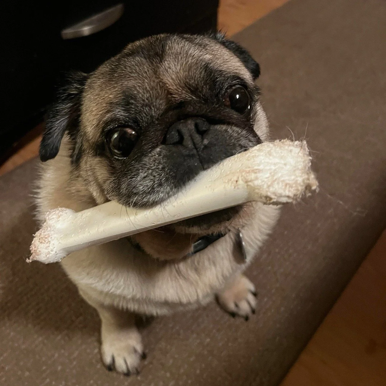 gordie-web-2.jpeg