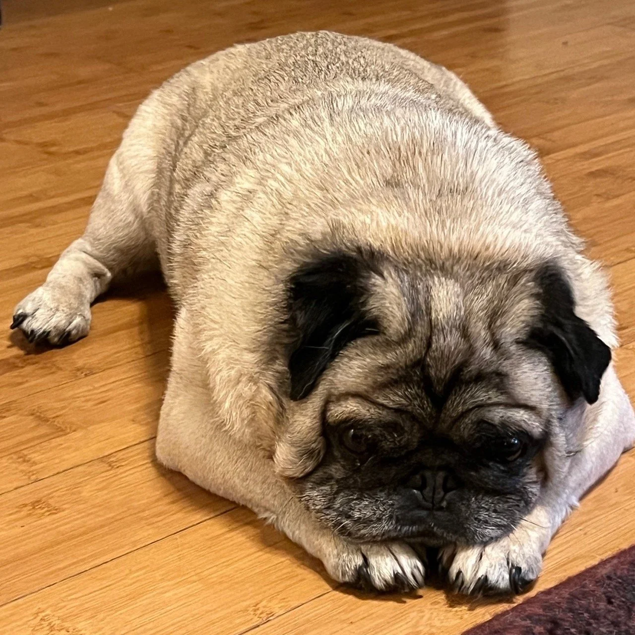 gordie-web-3.jpeg