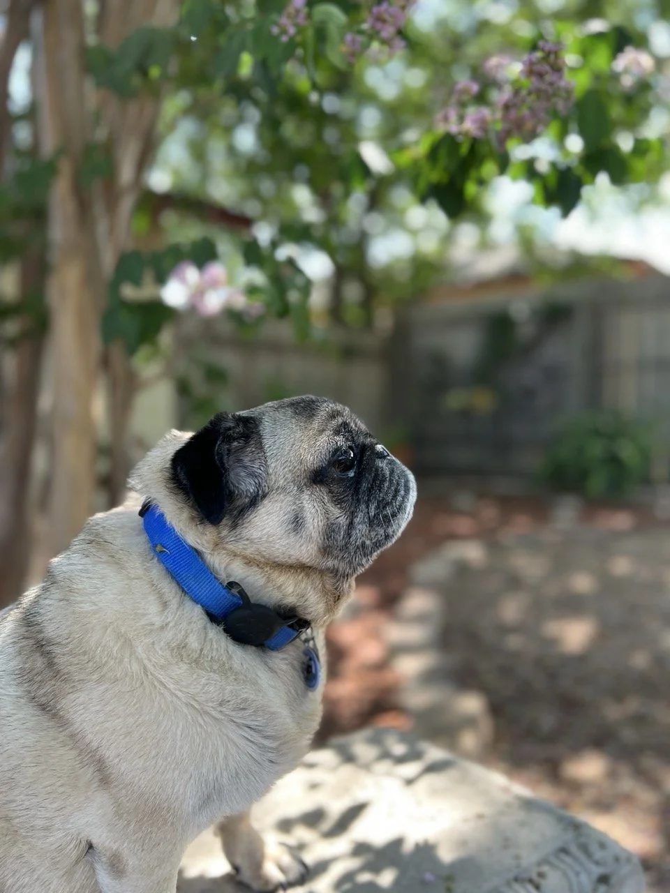gordie-web-4.jpeg