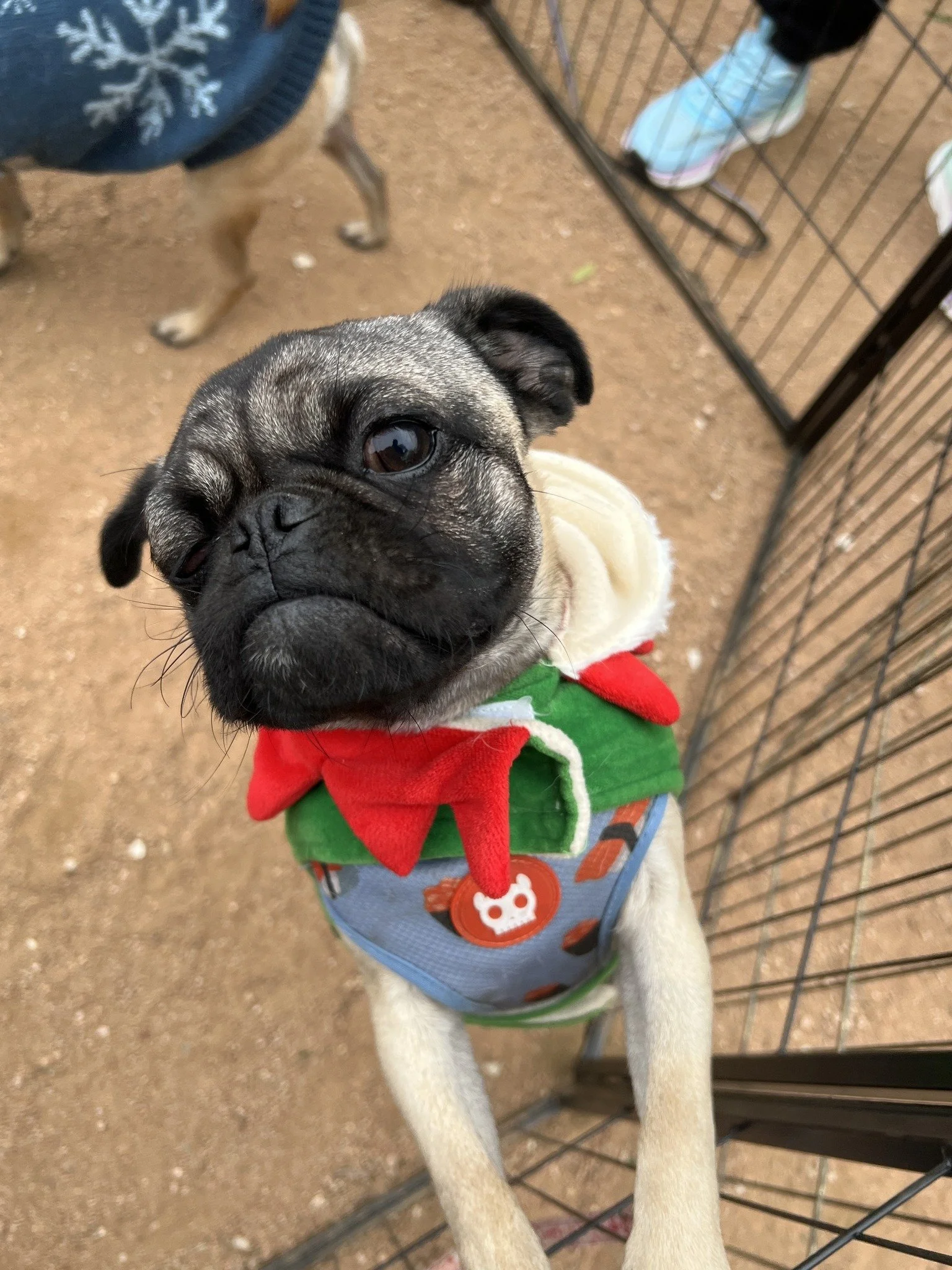 potato-puglysweater.jpg