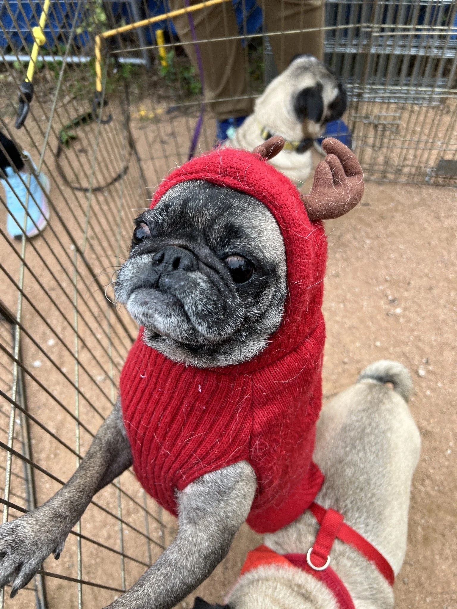 waylon-puglysweater2.jpg