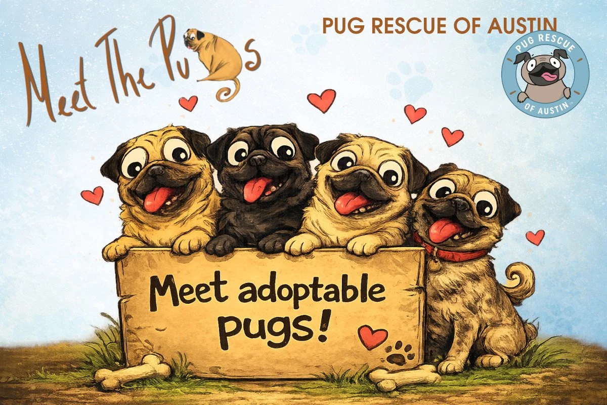 Meet the Pugs @ Pet Supplies Plus - N Mopac Expressway