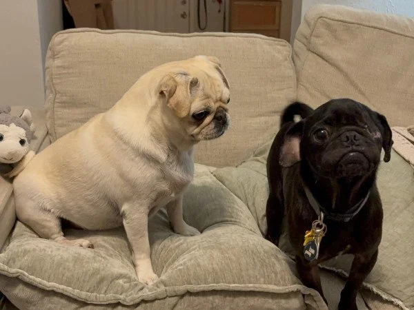 Polyphemus | Pug Rescue of Austin