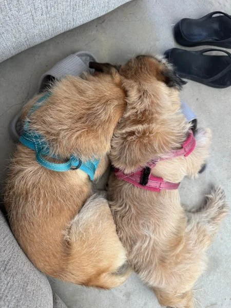 peas-and-carrots06.jpg (Copy)