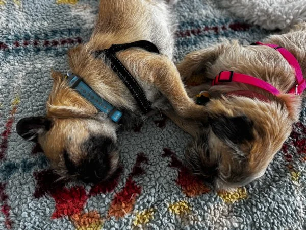 peas-and-carrots07.jpg (Copy)