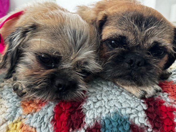 peas-and-carrots05.jpg (Copy)