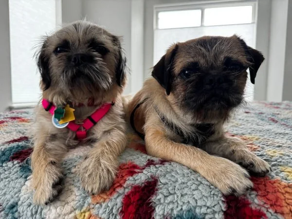 peas-and-carrots04.jpg (Copy)