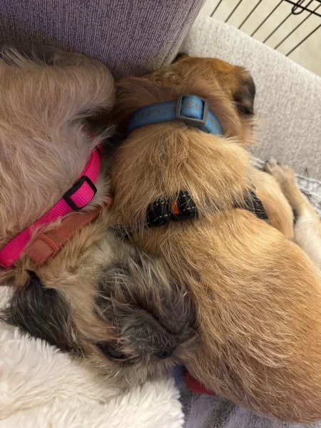 peas-and-carrots03.jpg (Copy)