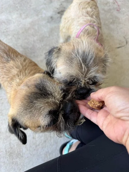 peas-and-carrots02.jpg (Copy)