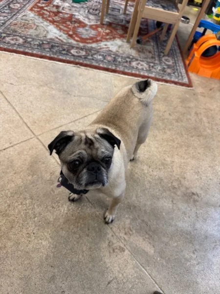 tallulah-11.jpeg