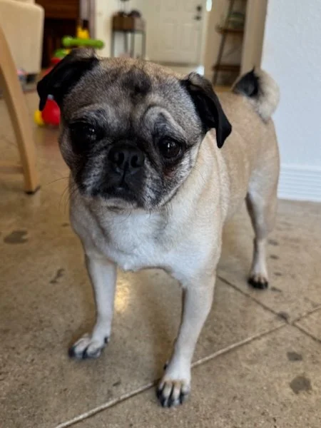 tallulah-09.jpeg