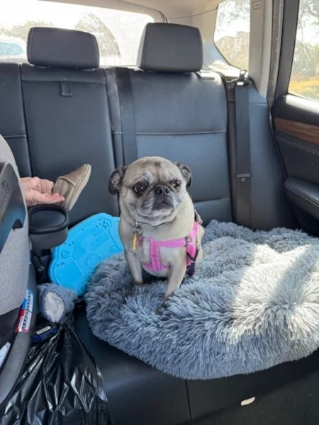tallulah-08.jpeg