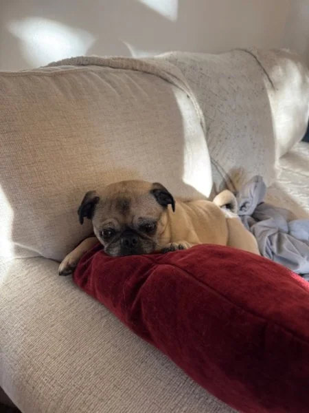 tallulah-07.jpeg