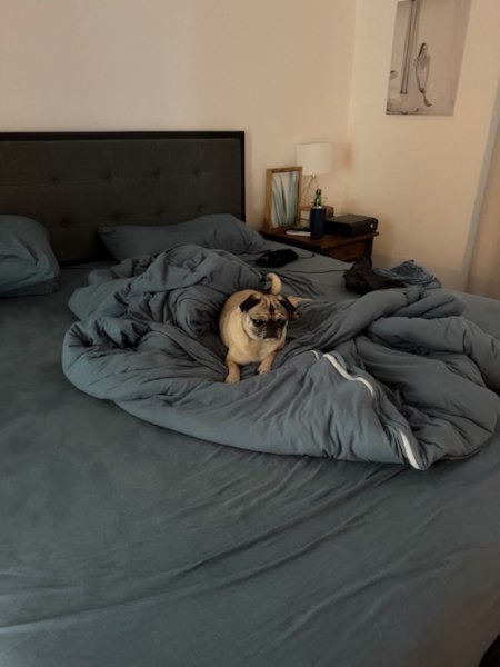 tallulah-05.jpeg